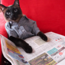 drunken-bitch avatar