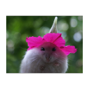 drunkendoormouse avatar