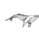 drunkenvvhalers avatar