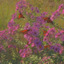 dryplantinthesun avatar