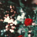 dsbddshfdhsh-blog avatar