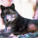 duality-of-dog avatar