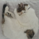 duamnistvekedici avatar