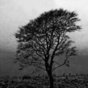 dubistmeinschicksal avatar