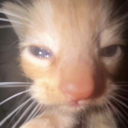 duck-life-is-not-an-option avatar