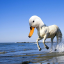 duck-plus-horse avatar