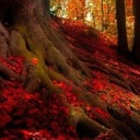 duckandpenguin avatar