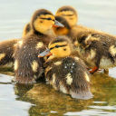 duckies-world avatar