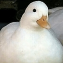 duckinatophat avatar