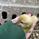 ducking-crazy avatar