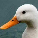 duckinhell avatar