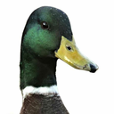 ducklauncher avatar