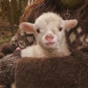 ducklingsandlambs avatar