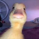 duckmack avatar