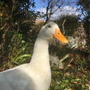 duckpetan avatar