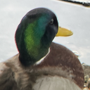 duckscum avatar