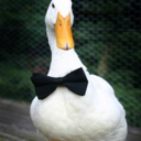 ducksducks-blog avatar