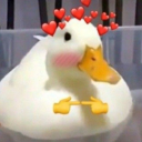 ducksducksducksiloveducks avatar