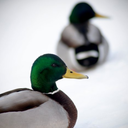 ducksfitthebill avatar
