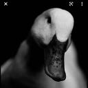 ducksinatrenchcoat avatar