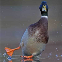 ducktrainer avatar