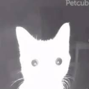 dududisdudusdu avatar