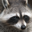 duelwieldingraccoon avatar