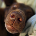 duffasaurusrex avatar