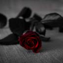 duke-of-whumpletion avatar