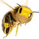 dukebee avatar