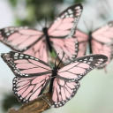 dulce-studies avatar