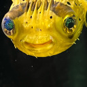 dumb-and-stup1d avatar