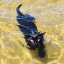 dumbassdid-blog avatar