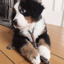 dumpling-thebernesemountaindog avatar