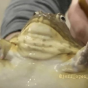 dumpst3rgard3n avatar