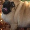 dundermooflins avatar