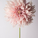 dunyahergunbaska avatar