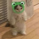 durynapiyoncanim avatar