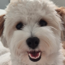 duskandshiver avatar