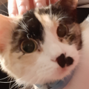 dusted-crows-and-doves avatar