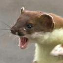 dustymustelid avatar