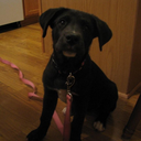 dustythebabygiraffe avatar