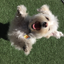 dustythehavanese avatar