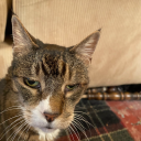 dutifullynumberonegalaxy avatar