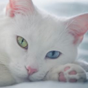 duty-to-rescue avatar