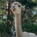 dvmbg1rldumps avatar