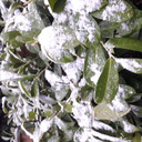 dwindlingashesburnt avatar