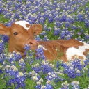 dxlicatedrxeams avatar