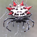 dxrkhexrtmuses avatar