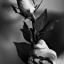 dye-black-blog avatar